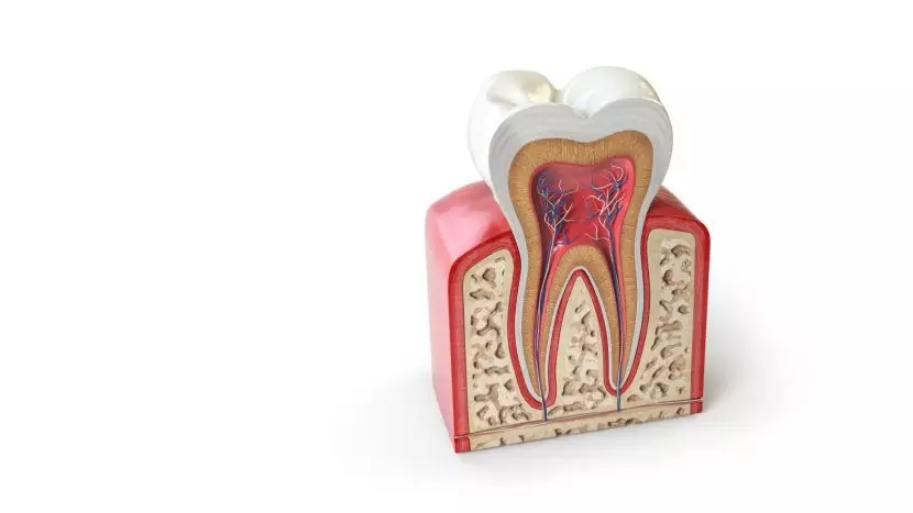Schnittbild vom Zahnaufbau am 3D-Modell